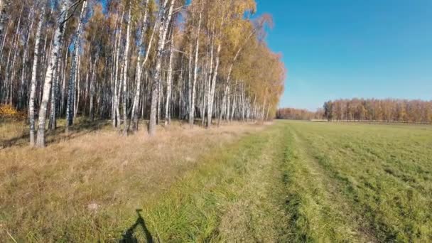 Otoño Dorado Bosque Abedules Día Claro — Vídeo de stock