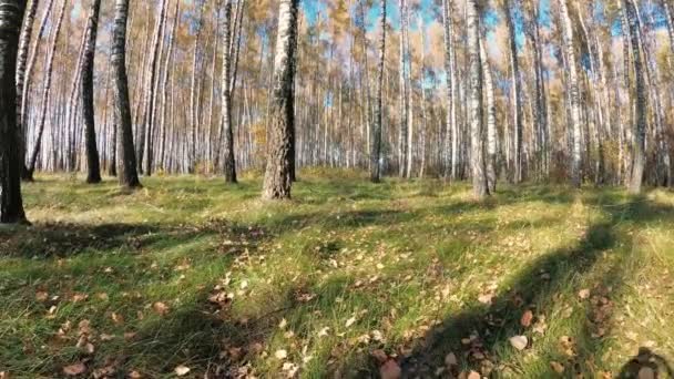 晴れた日に白樺林で黄金色の秋 — ストック動画