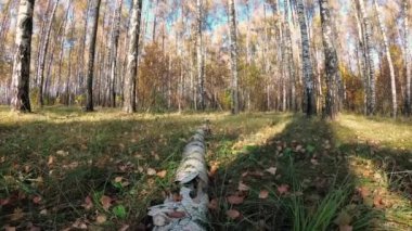 açık bir günde bir huş Grove Altın Sonbahar.