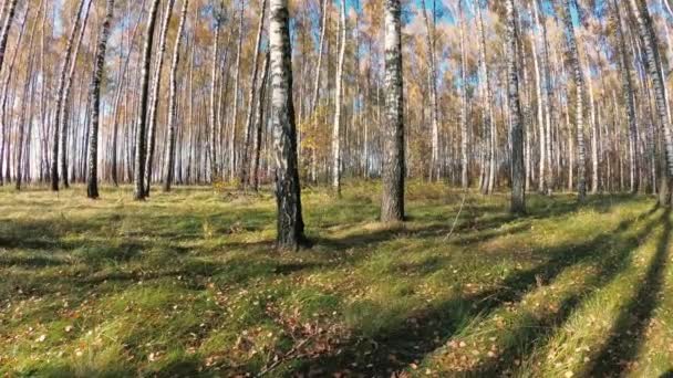 Otoño Dorado Bosque Abedules Día Claro — Vídeos de Stock