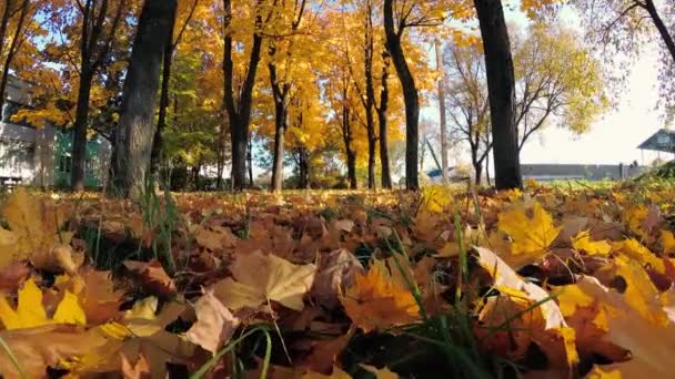 Прогулка Осени Красивый Красочный Лес — стоковое видео