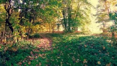 Sonbahar güzel renkli ormanda yürümek.