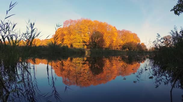 Akşam Orman Göl Kenarında Altın Sonbahar — Stok video