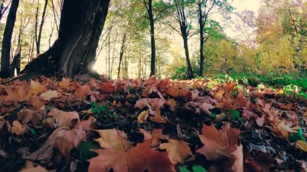 Zlatý Podzim Jezeře Les Večer — Stock video