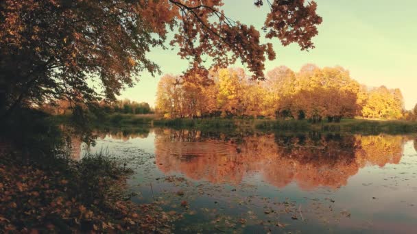 automne doré sur le lac forestier dans la soirée .