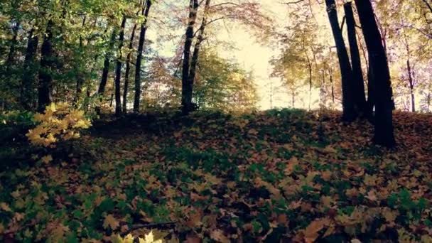 Прогулянка Восени Красивий Барвистий Ліс — стокове відео