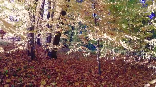 Promenad Skogen För Höstens Vackra Färgglada — Stockvideo