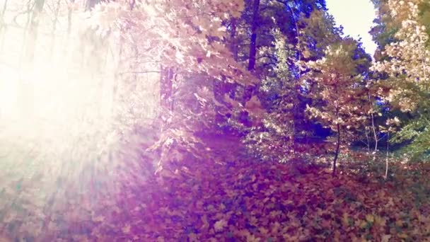 在秋天漫步美丽多彩的森林 — 图库视频影像