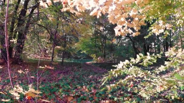 Promenad Skogen För Höstens Vackra Färgglada — Stockvideo