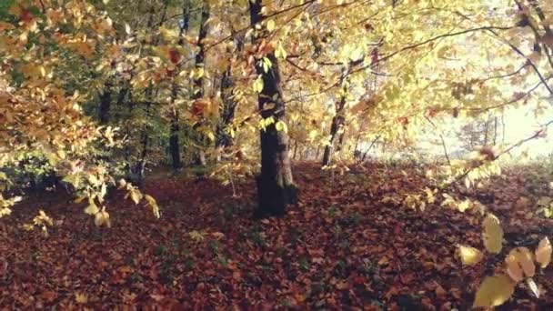 Spaziergang Herbst Schönen Bunten Wald — Stockvideo