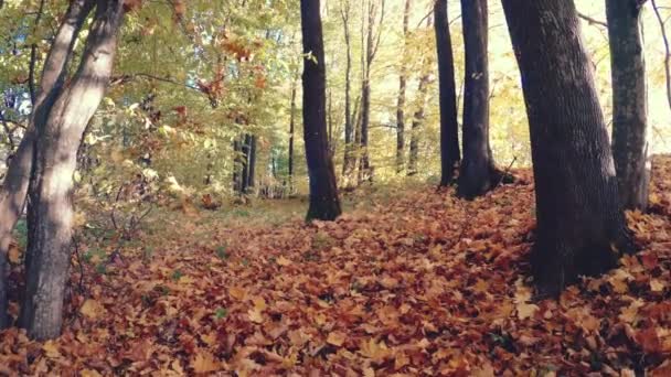 秋の美しいカラフルな森の中を歩く — ストック動画