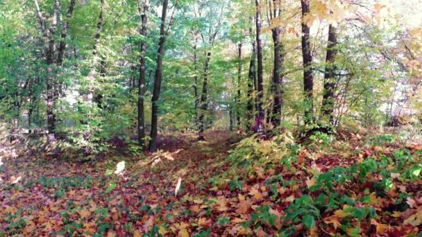 Прогулянка Восени Красивий Барвистий Ліс — стокове відео
