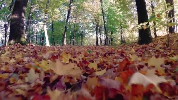 Βόλτα Στο Δάσος Φθινόπωρο Όμορφο Πολύχρωμο — Αρχείο Βίντεο