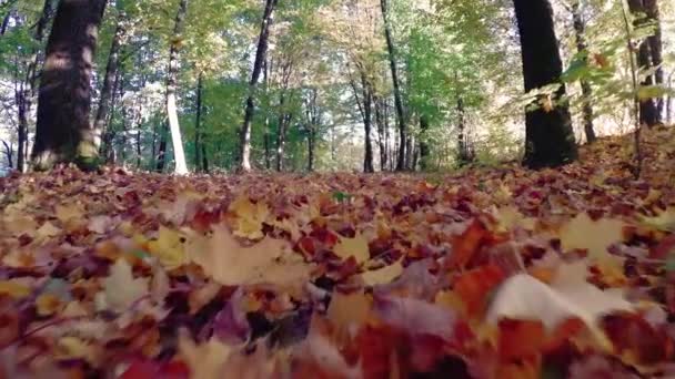 Spaziergang Herbst Schönen Bunten Wald — Stockvideo