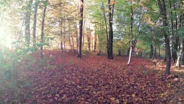 Caminar Hermoso Bosque Colorido Otoño — Vídeo de stock