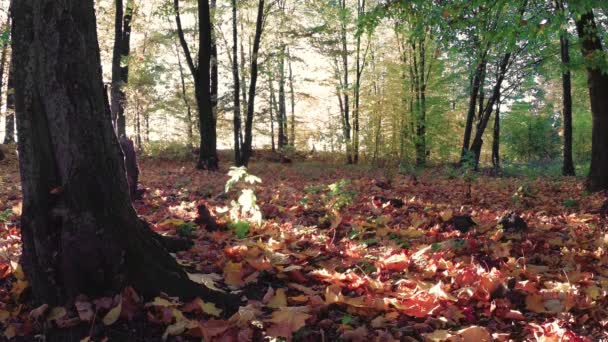 Caminar Hermoso Bosque Colorido Otoño — Vídeos de Stock