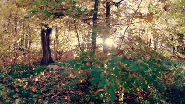 Promenad Skogen För Höstens Vackra Färgglada — Stockvideo