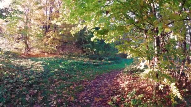 Promenad Skogen För Höstens Vackra Färgglada — Stockvideo