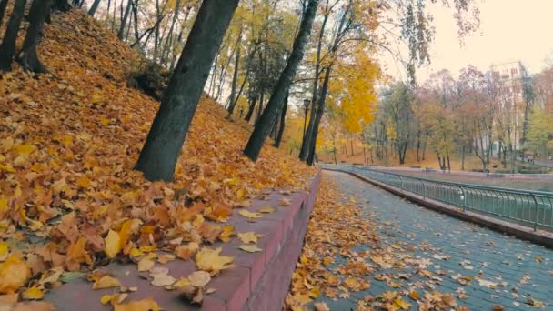 Gomel Bélarus Octobre 2018 Feuillage Jaune Dans Parc Automne — Video
