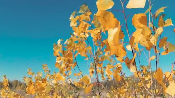 Follaje Amarillo Viento Contra Cielo Azul — Vídeos de Stock