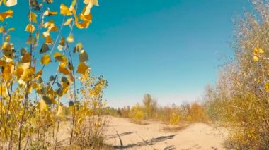 mavi gökyüzü karşı rüzgarda sarı yapraklar.