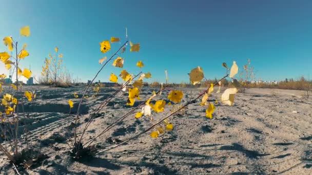 Gula Blad Vinden Mot Blå Himmel — Stockvideo