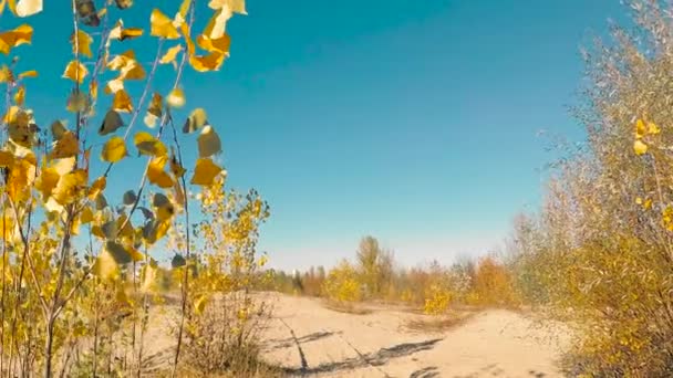 Mavi Gökyüzü Karşı Rüzgarda Sarı Yapraklar — Stok video