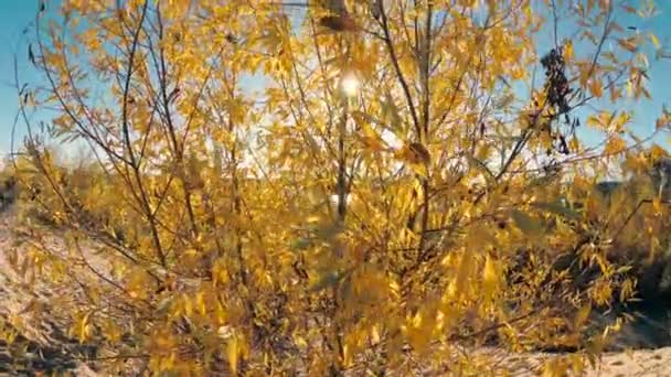 Gele Bladeren Wind Tegen Een Blauwe Hemel — Stockvideo