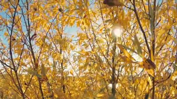 在风中的黄色叶子对蓝天 — 图库视频影像