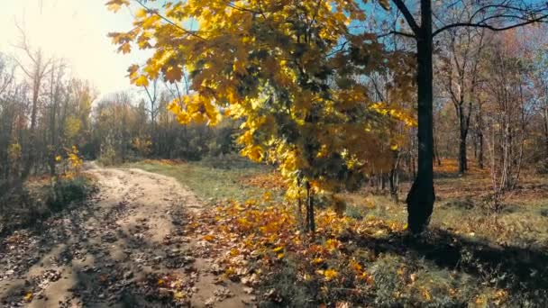 Gelbes Laub Wind Vor Blauem Himmel — Stockvideo