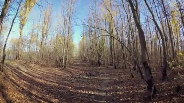 Fogliame Giallo Nel Vento Contro Cielo Blu — Video Stock