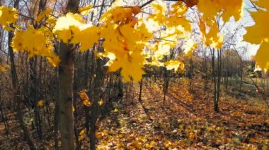 mavi gökyüzü karşı rüzgarda sarı yapraklar.