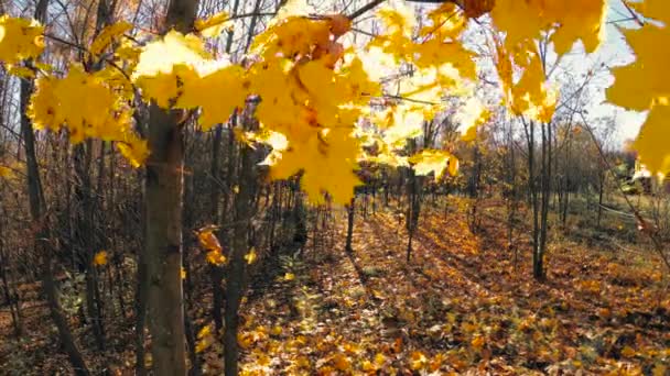 Feuillage Jaune Dans Vent Contre Ciel Bleu — Video