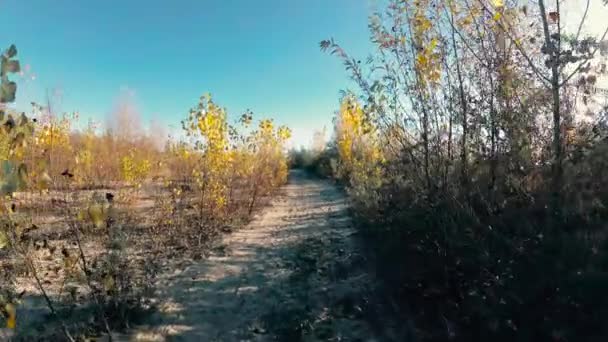 在风中的黄色叶子对蓝天 — 图库视频影像