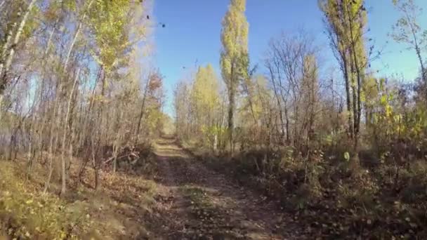 Gelbes Laub Wind Vor Blauem Himmel — Stockvideo