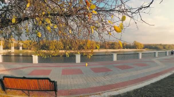 Hojas Caen Los Árboles Parque Ciudad Gomel Belarús — Vídeo de stock