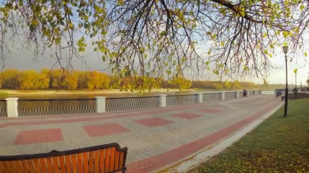 树叶从城市公园的树上掉了下来 白俄罗斯戈梅利 — 图库视频影像