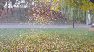 Şehir Parkı ağaçlarda yaprak düşer. Gomel, Beyaz Rusya.