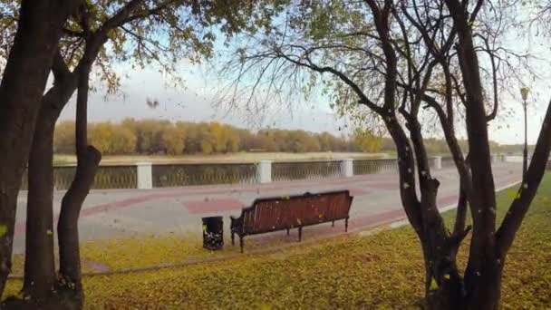 Hojas Caen Los Árboles Parque Ciudad Gomel Belarús — Vídeos de Stock