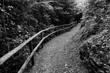 dağlarda yaz aylarında Orman iz