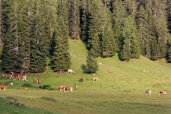 Rote Kühe Grasen Auf Grünen Wiesen Den Alpen — Stockfoto