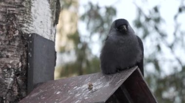 Küçük karga yalak üzerinde kışın oturur..