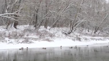 ördekler kış kış nehir ince buz üzerinde.
