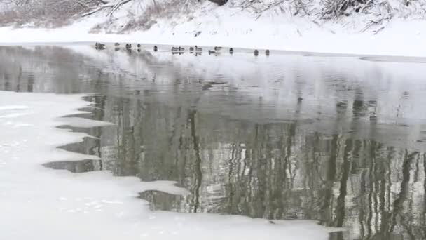 Утки Зимуют Тонкому Льду Зимней Реке — стоковое видео