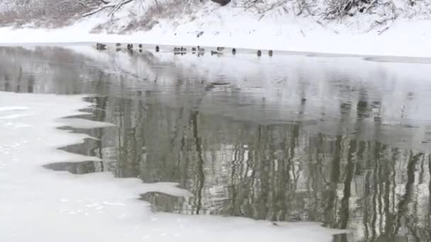 Änder Vintern Tunn Vinter River — Stockvideo