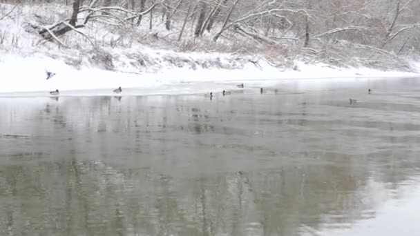 Los Patos Invernan Sobre Hielo Delgado Sobre Río Invernal — Vídeo de stock