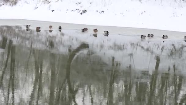 Los Patos Invernan Sobre Hielo Delgado Sobre Río Invernal — Vídeo de stock