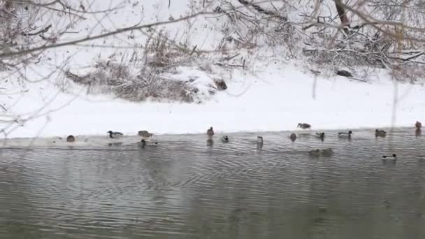 Canards Hivernent Sur Glace Mince Sur Une Rivière Hivernale — Video