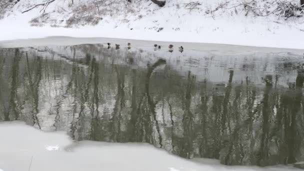 Πάπιες Χειμώνα Πάνω Λεπτό Πάγο Ένα Ποτάμι Του Χειμώνα — Αρχείο Βίντεο