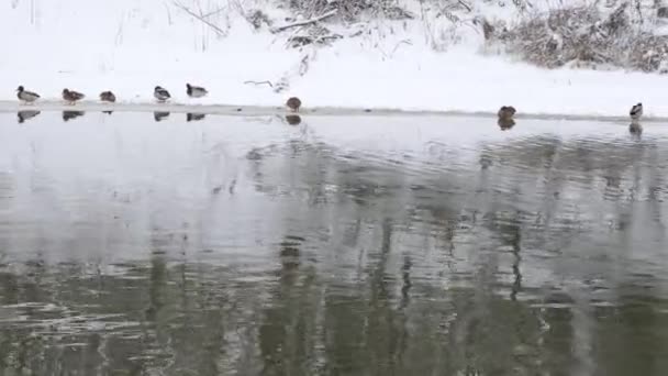 Canards Hivernent Sur Glace Mince Sur Une Rivière Hivernale — Video